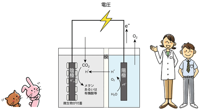 從CO 2產(chǎn)生物質(zhì)的微生物電解